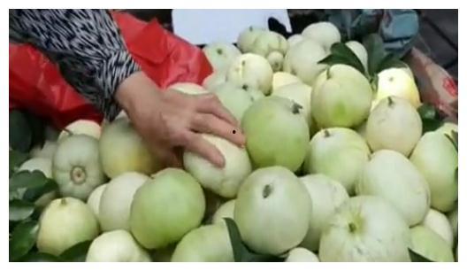 甜瓜的最新爆料视频大全,精彩瞬间尽收眼底